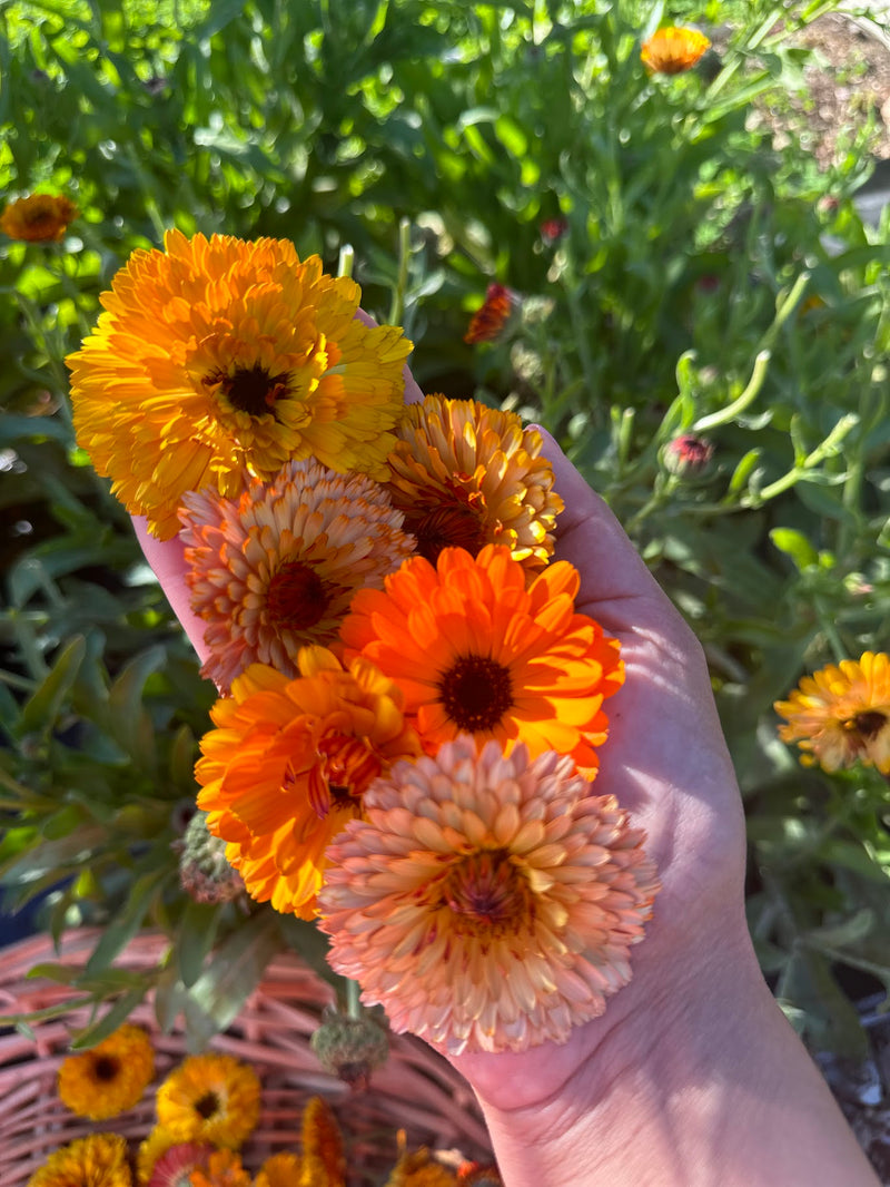 Calendula Comfrey Balm